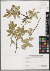 Foto von Salix hastata L.